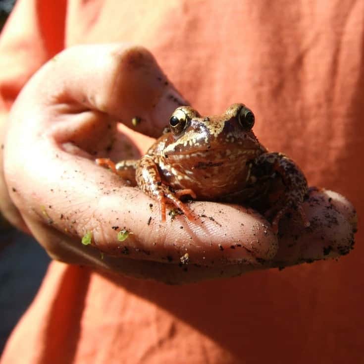5 Lively Ways to Celebrate Frog Jumping Day