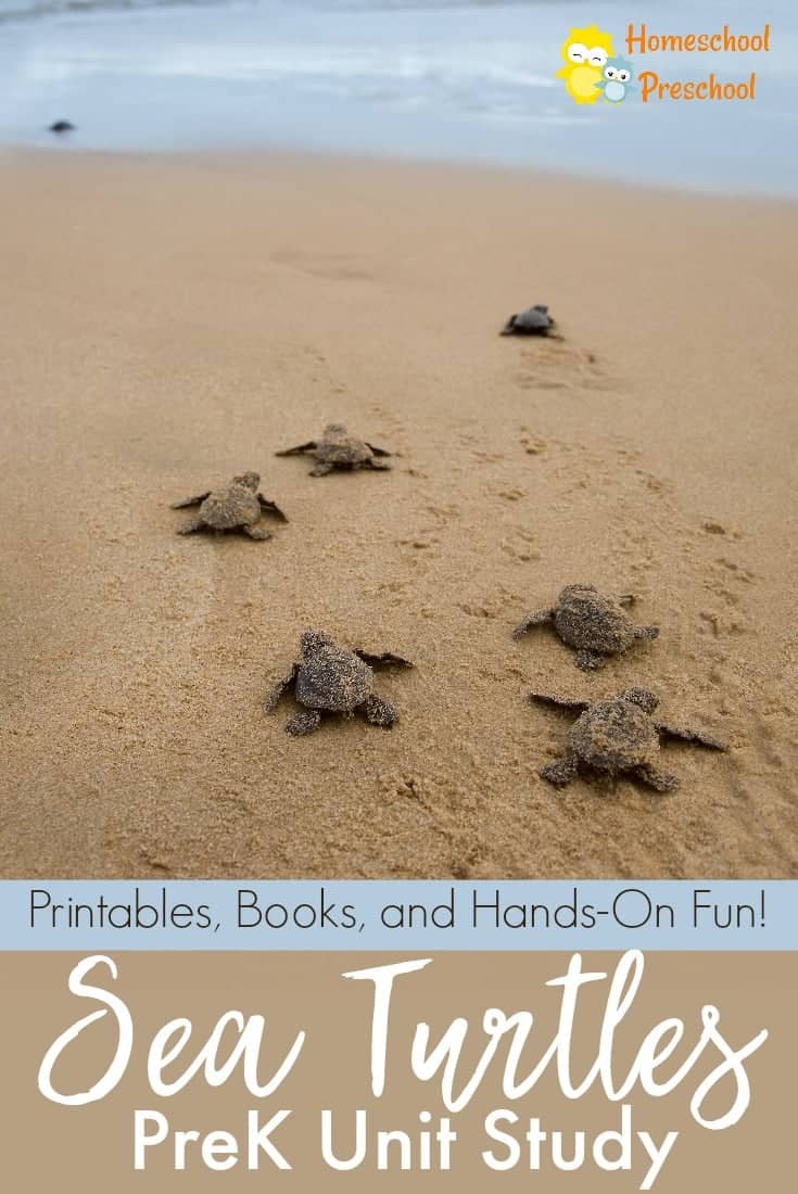 Studying marine life is exciting for kids! If your preschoolers are interested in sea turtles, it might be time for a sea turtle life cycle unit study!