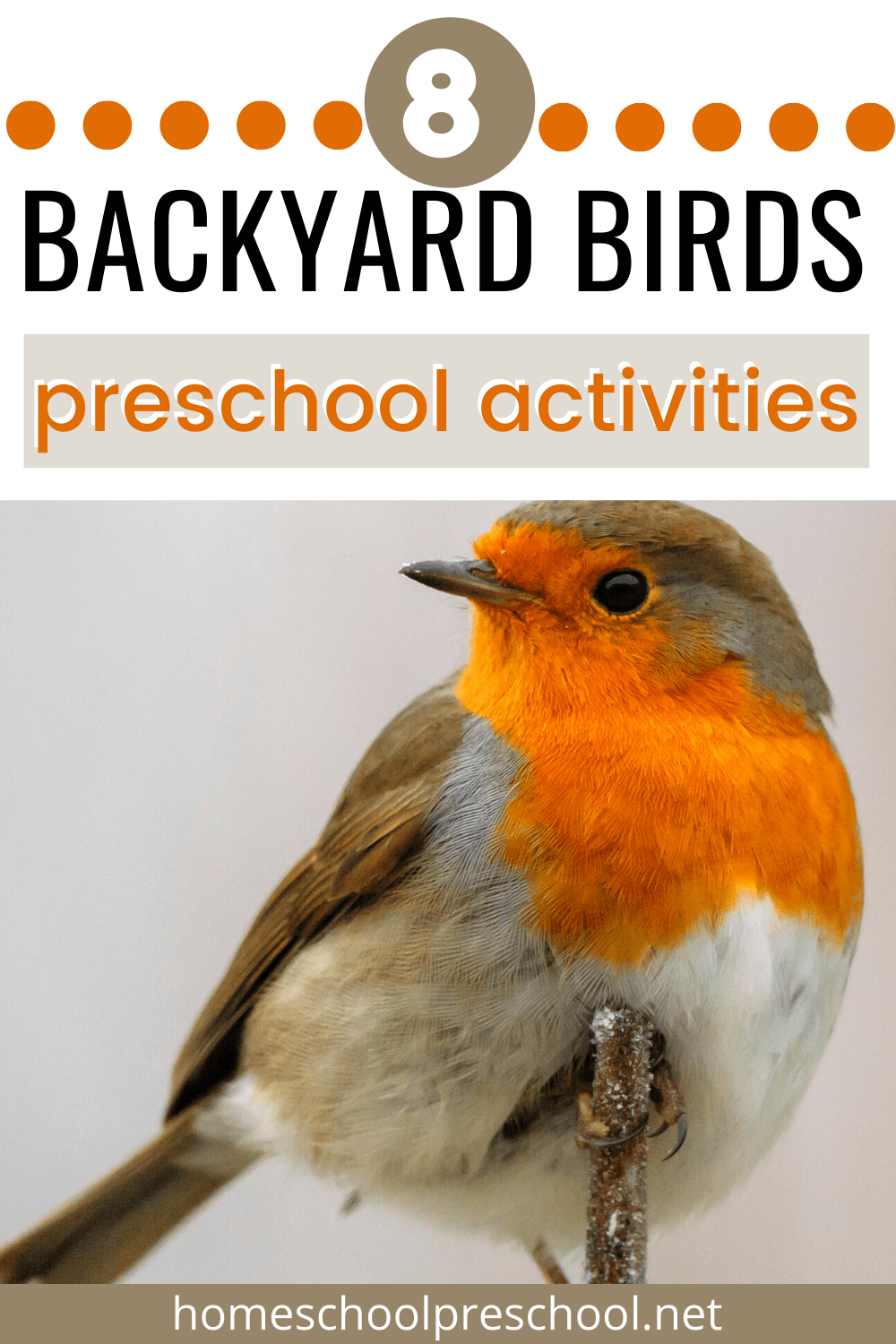 backyard-birds-3 Life Cycle of a Bird