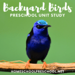 All of the beautiful birds visiting my backyard inspired me to make a Backyard Birds for Kids unit study that is perfect for your preschoolers!