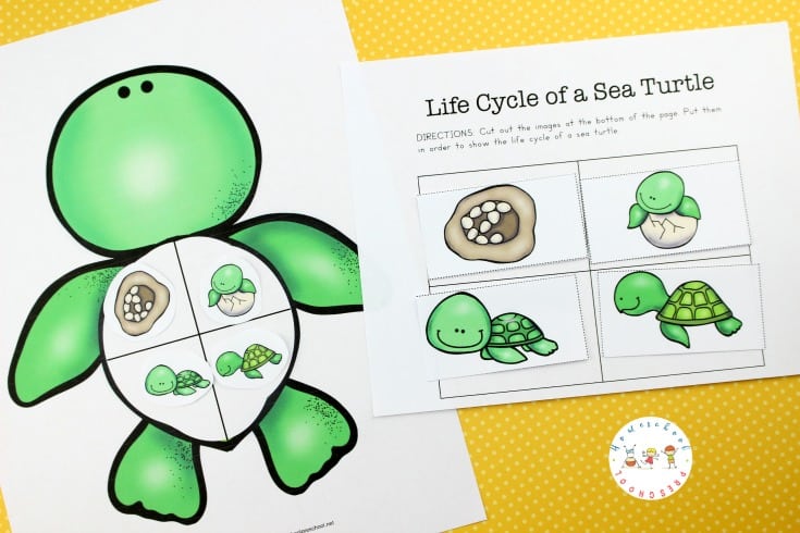life-cycle-sequencing-cards Sea Turtle Life Cycle