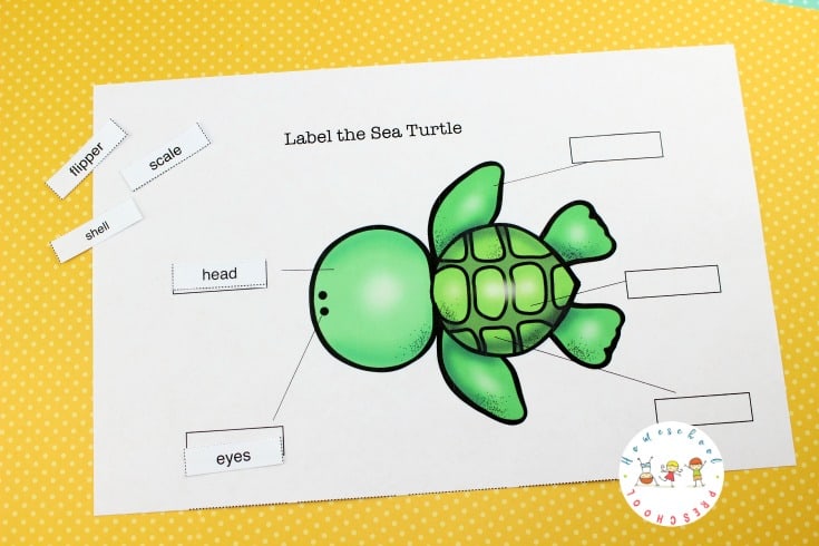 sea-turtle-label-it Sea Turtle Life Cycle