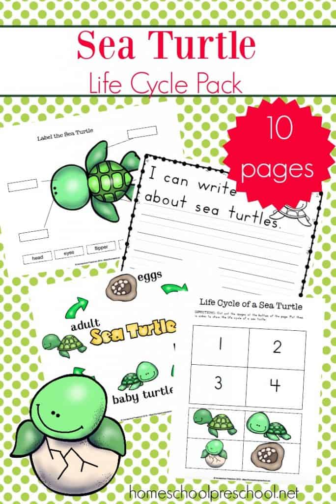 Preschool Sea Turtle Life Cycle Printable Unit Study