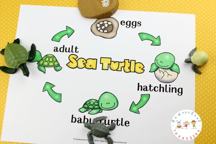 sea-turtle-life-cycle-poster Sea Turtle Life Cycle