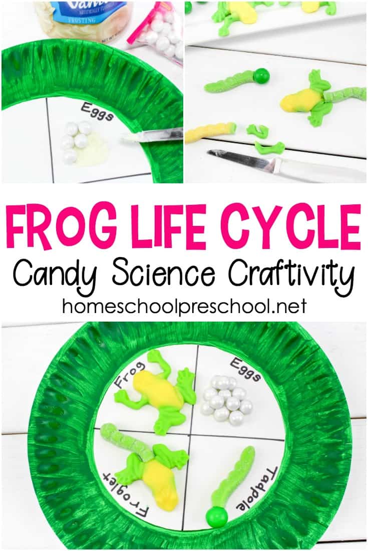 Follow this simple tutorial to make a frog life cycle candy science craft! Bring science to life with this fun, educational activity.