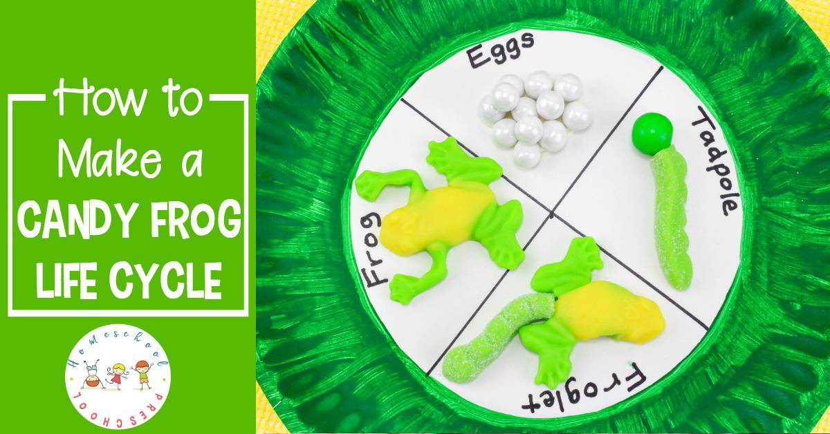 Follow this simple tutorial to make a frog life cycle candy science craft! Bring science to life with this fun, educational activity.