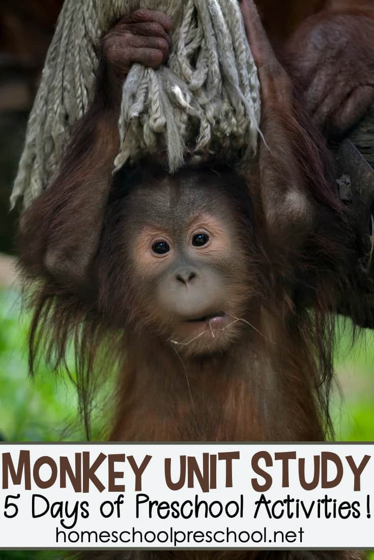 Don't miss these monkey activities for preschoolers! They're perfect for your M is for Monkey units, animal studies, and more!