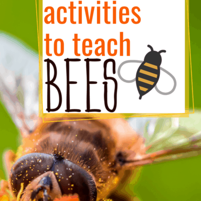 Hands-On Bee Activities