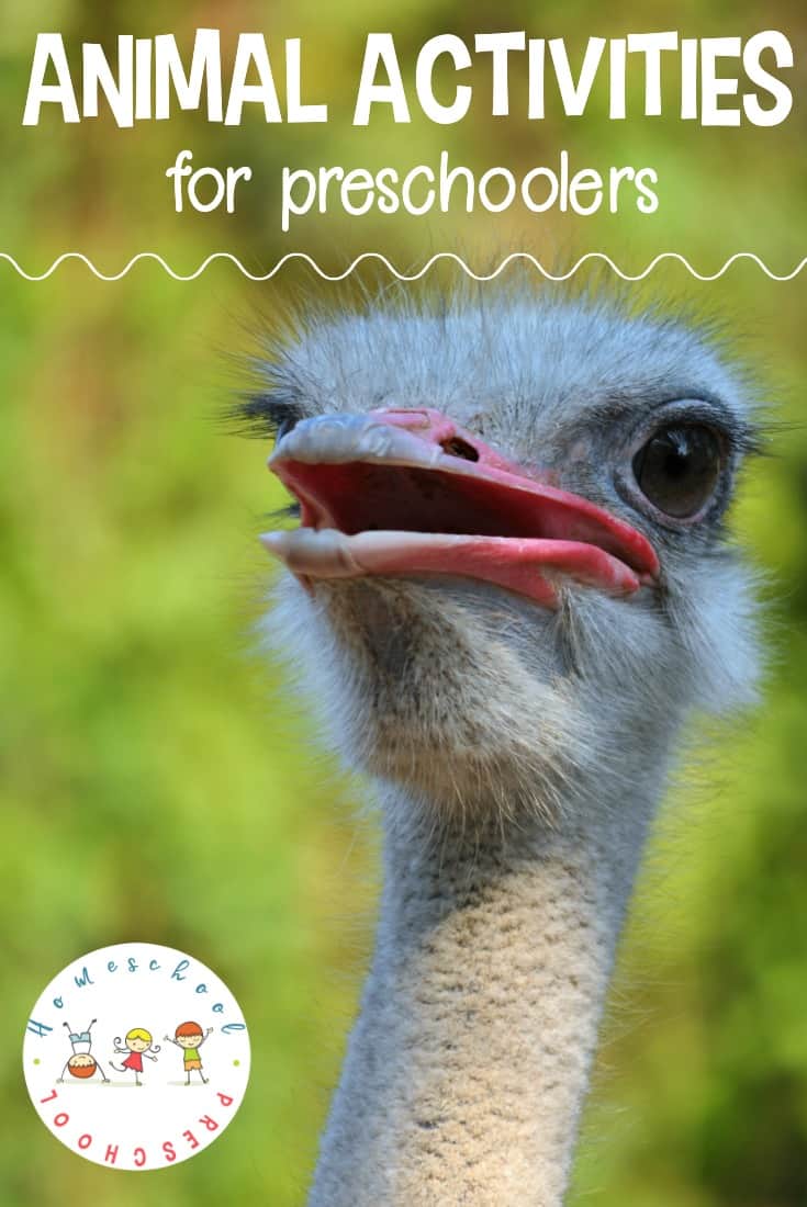 What an amazing collection of animal activities for preschoolers! It contains crafts, printables, books, and more for young learners!