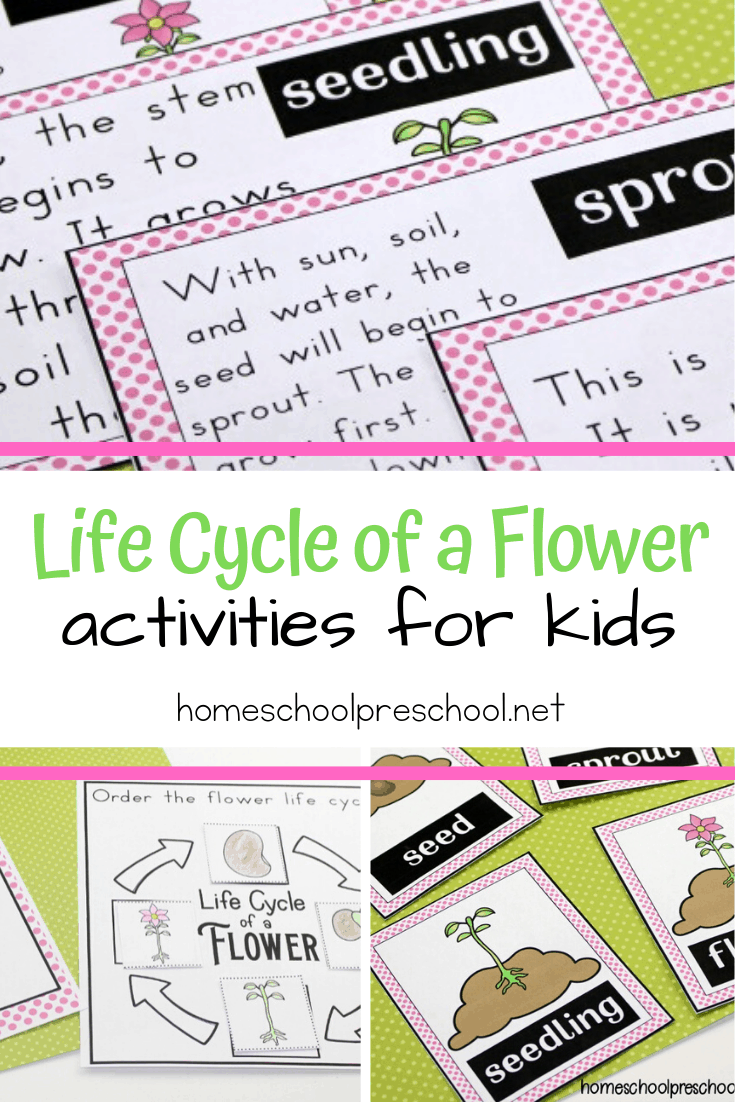 It’s so much fun to learn about flowers with these worksheets that teach the life cycle of a flower for preschool. Perfect for spring and summer learning!