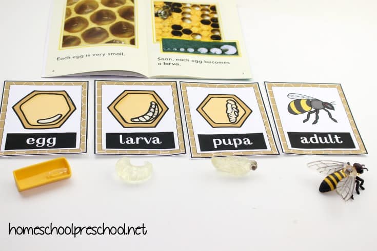 It's so much fun to learn about bees with these worksheets that teach the life cycle of a honey bee for kids. Perfect for spring and summer learning!