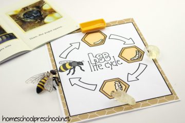 Printables to Teach the Life Cycle of a Honey Bee for Kids