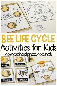 Life Cycle of a Honey Bee for Kids