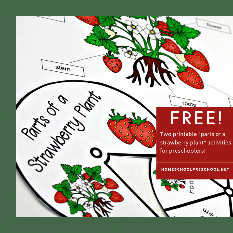 This summer, teach your kids about strawberries with this parts of a strawberry plant worksheet pack. It includes two printable activities!