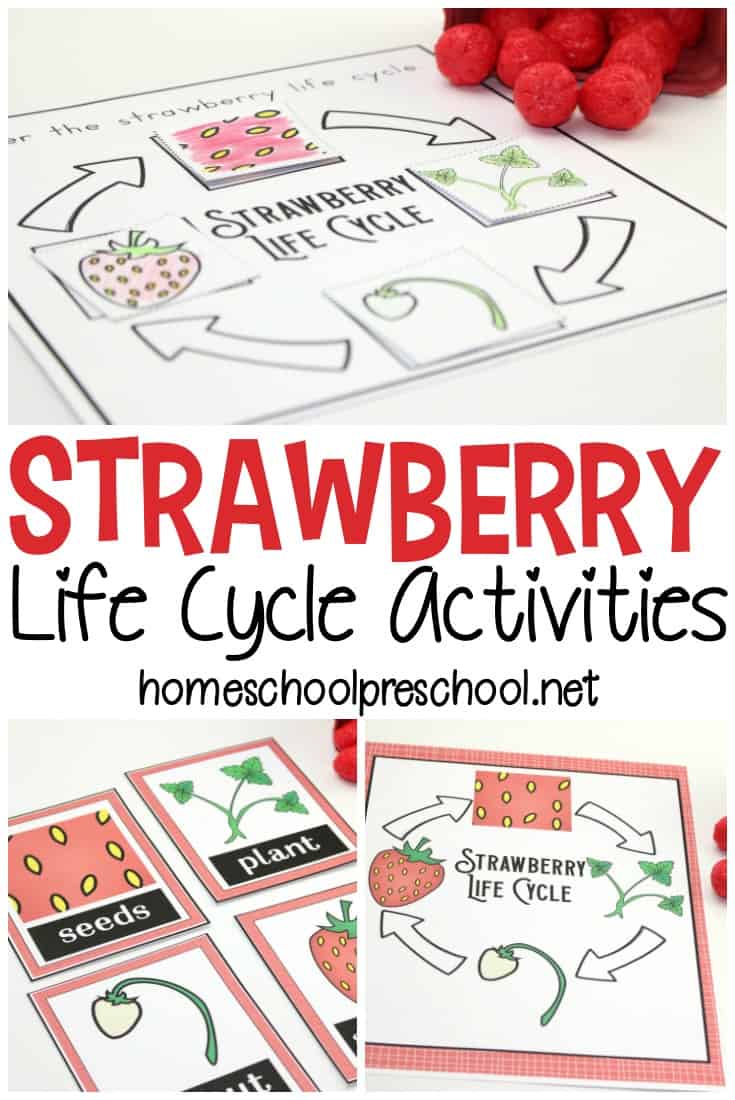 It’s so much fun to learn about strawberries with this strawberry life cycle worksheet pack. It's perfect for spring and summer learning!
