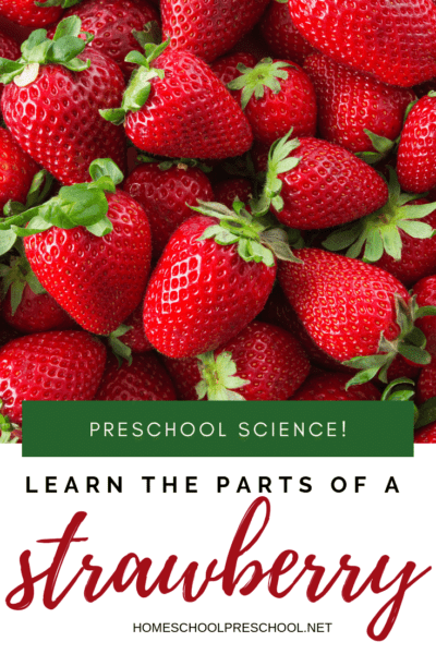 Printable Parts Of A Strawberry Plant Worksheet Pack