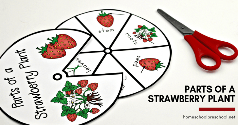 Printable Parts Of A Strawberry Plant Worksheet Pack