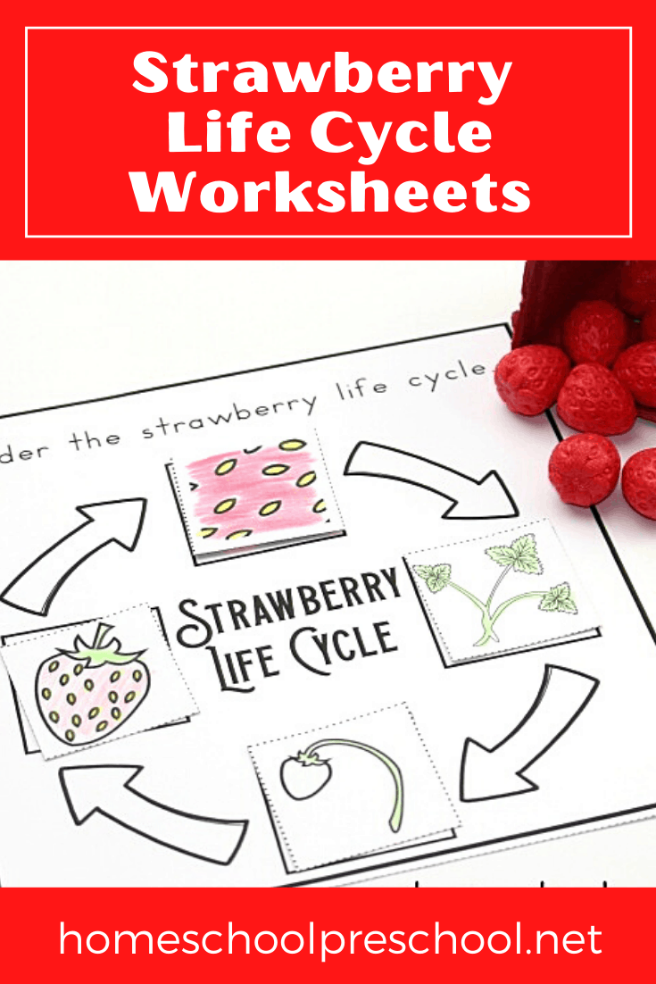 Strawberry Life Cycle Worksheet Pack