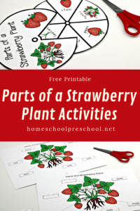 Parts of a Strawberry Plant Worksheet Pack