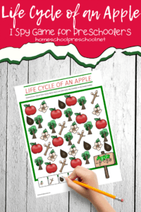 Life Cycle of an Apple I Spy Game