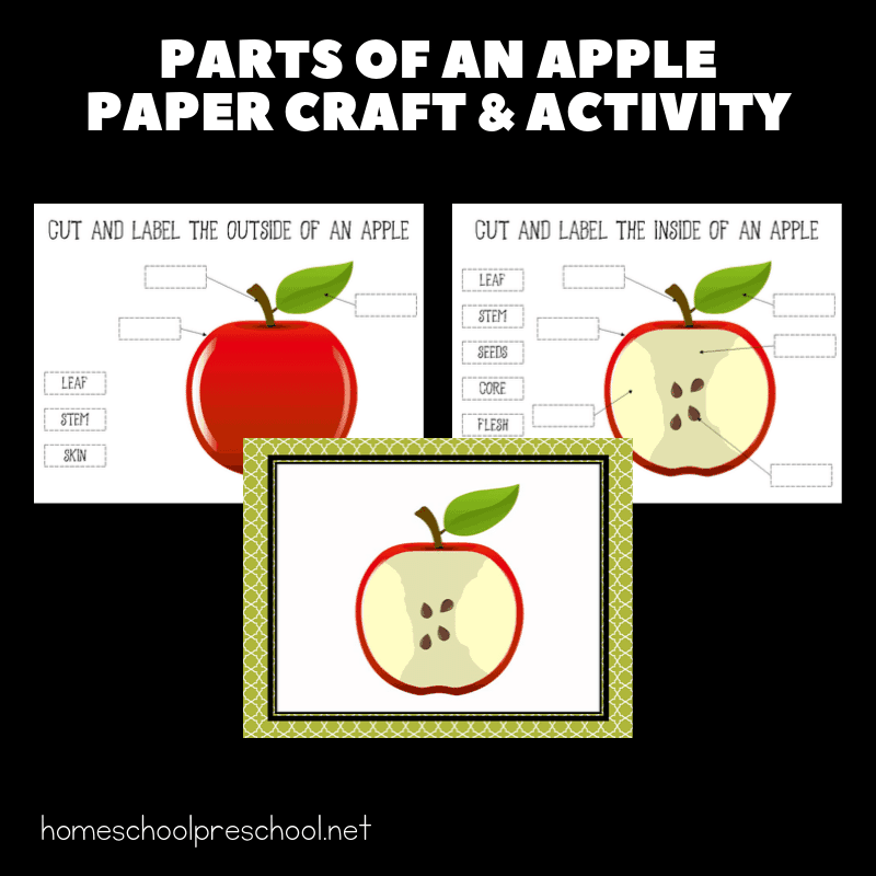 Teach kids about the parts of an apple and let them build one of their own when you present them with this engaging preschool apple craft.
