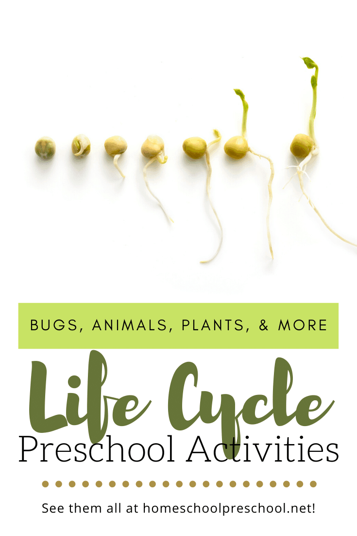These life cycle activities for preschool are perfect for your preschool classroom! There are more than enough ideas to get you through the year.