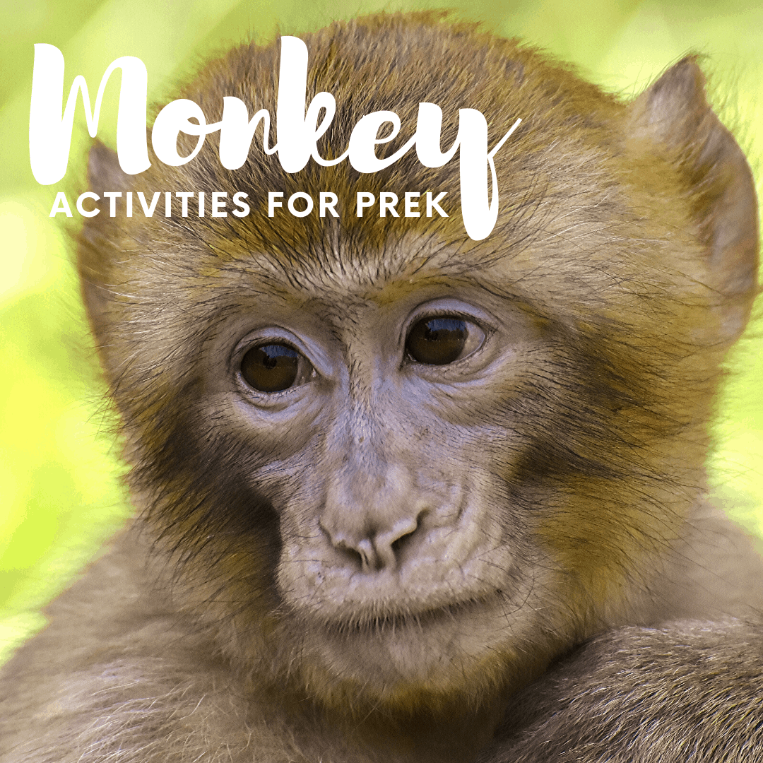 These monkey activities for preschool are perfect for your lessons focused on animals in general, the jungle, the zoo, or Letter of the Week Mm activities.