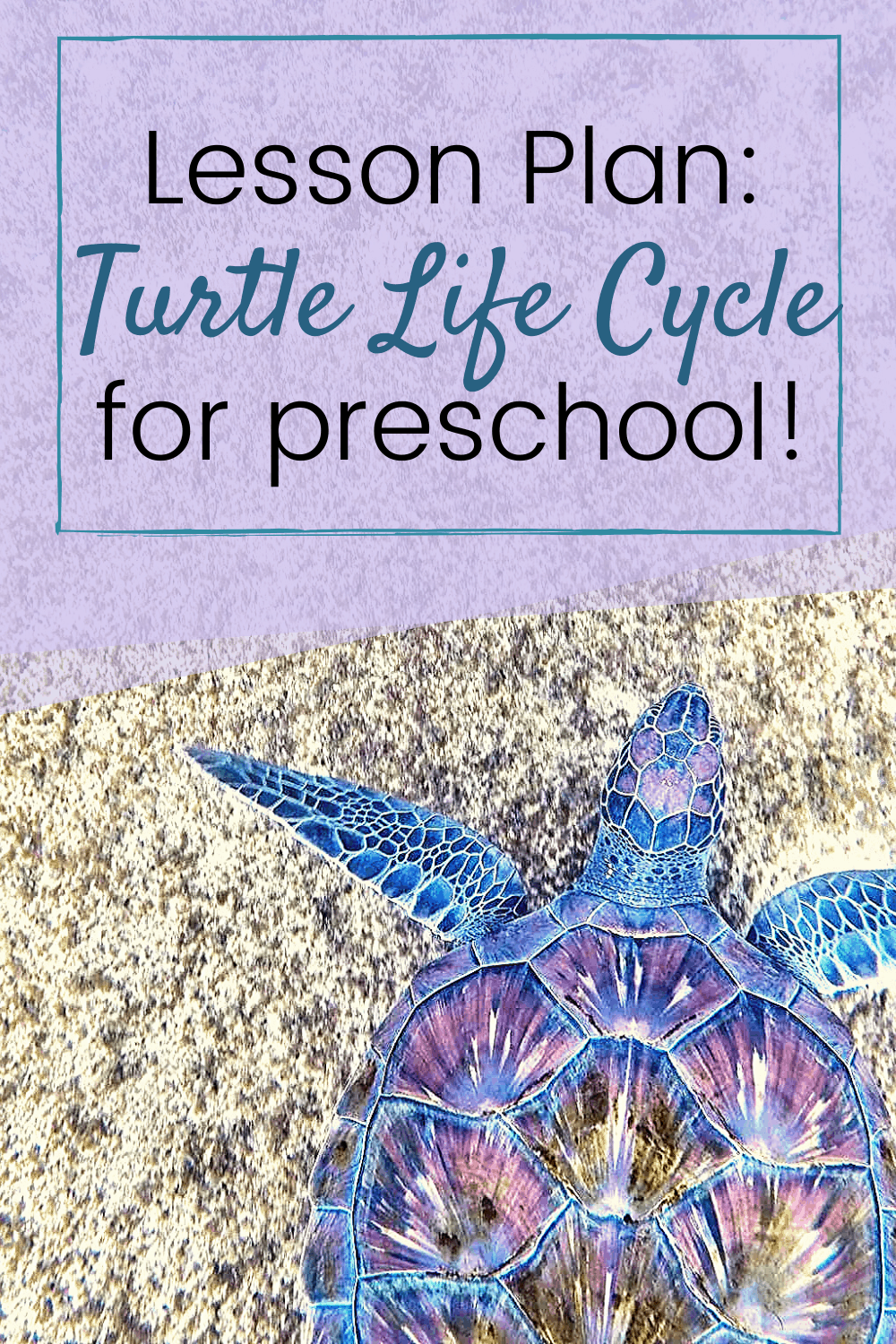 Explore this awesome collection of activities designed to help you teach the life cycle of a turtle for kids. They are perfect for kids ages 3-7!