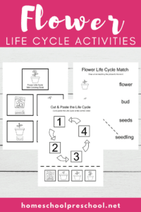 Preschool Flower Life Cycle Activities