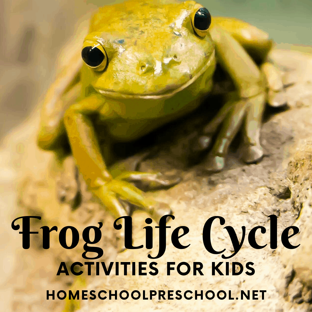 This collection of frog life cycle activities contains both crafts and worksheets that will help you demonstrate how frogs grow.