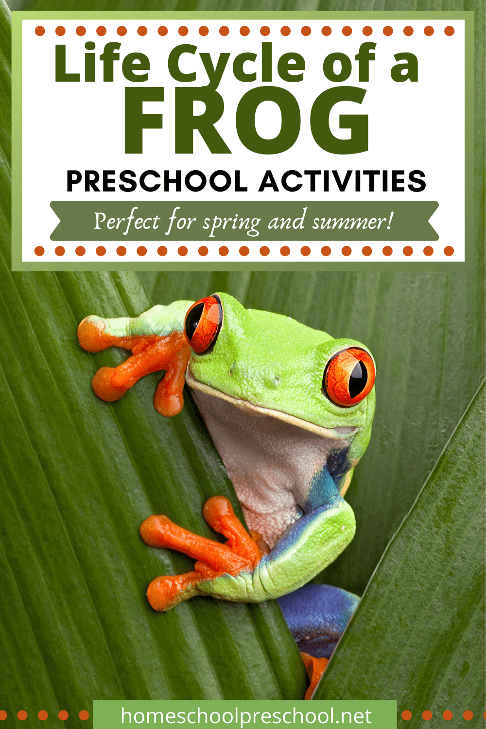 This collection of frog life cycle activities contains both crafts and worksheets that will help you demonstrate how frogs grow.