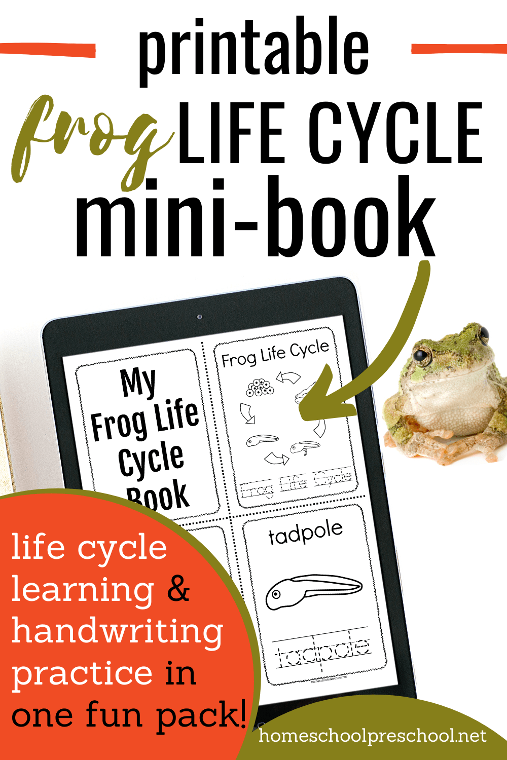 Spring is the perfect time to learn about frogs. This printable frog life cycle book is perfect for preschool and kindergarten students!