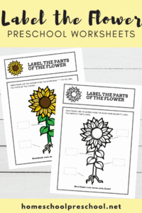 Parts of a Flower Preschool Worksheet