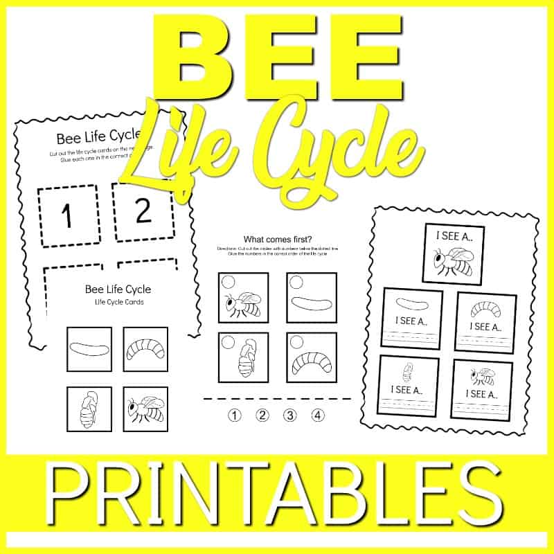 This printable life cycle of a bee for preschoolers pack features fifteen engaging activities that are perfect for preschoolers, pre-k, and kindergarteners.