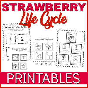 Free Strawberry Life Cycle Worksheets