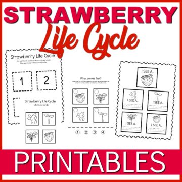 Free Strawberry Life Cycle Worksheets