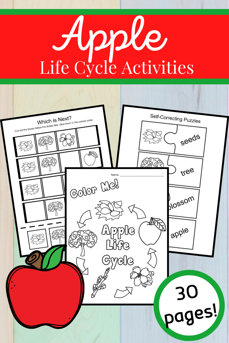 Fall is the perfect time of year to study apples! This apple life cycle printable features 17 activities designed to teach the five stages of an apple's life and the vocabulary that goes with it. 