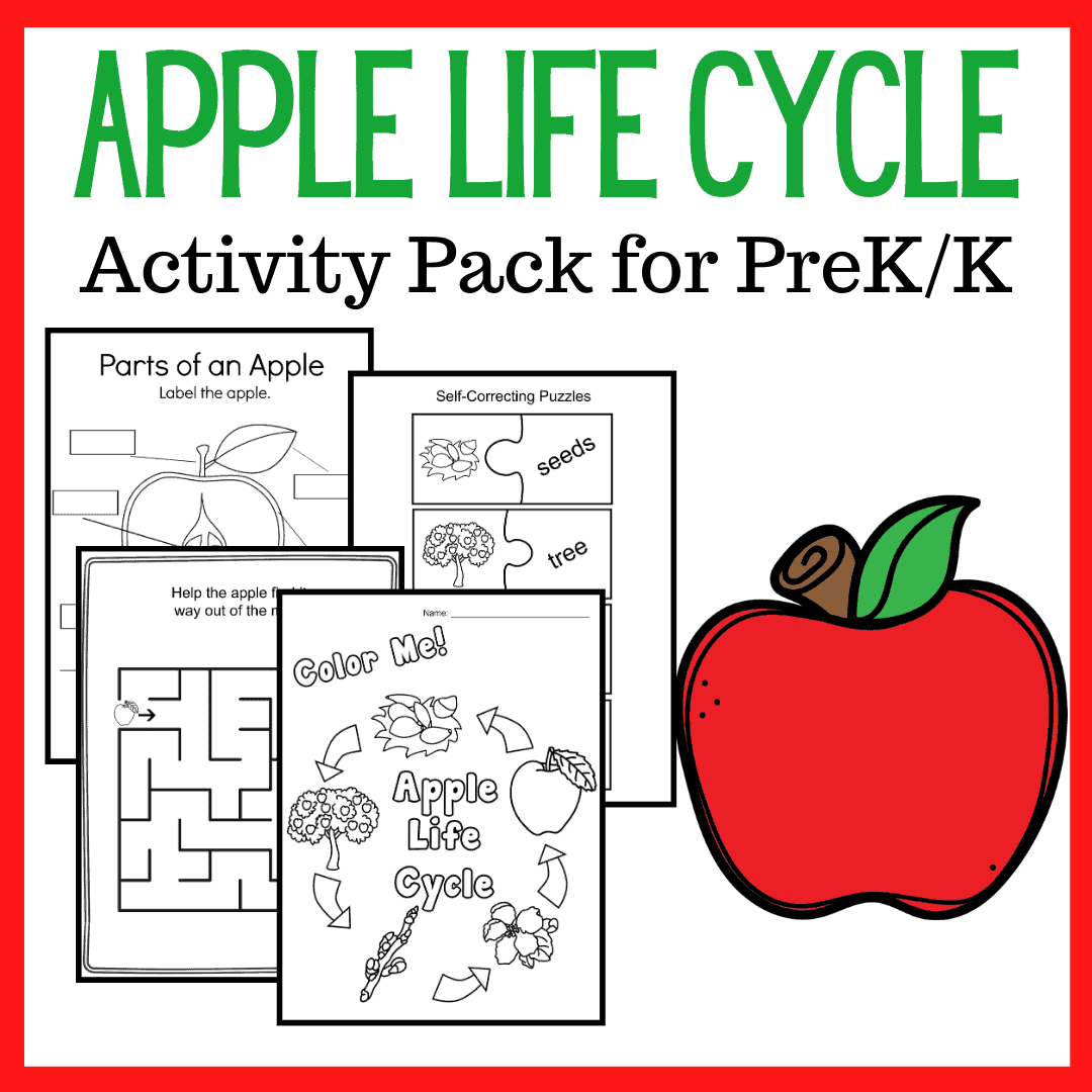 Fall is the perfect time of year to study apples! This apple life cycle printable features 17 activities designed to teach the five stages of an apple's life and the vocabulary that goes with it. 