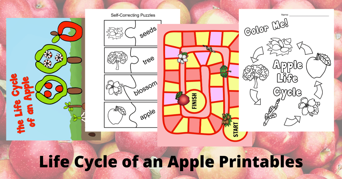 Printable Apple Life Cycle