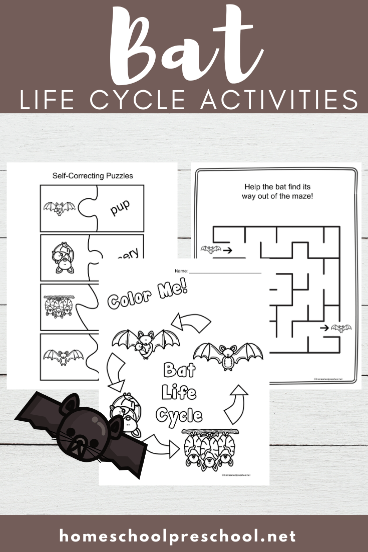 Fall is the perfect time of year to study bats! These bat life cycle worksheets feature 15 activities for preschool and kindergarten kiddos!