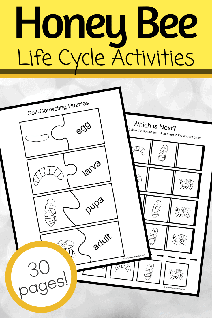 Life Cycle of a Bee for Preschoolers