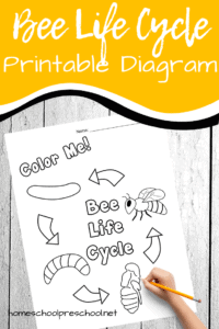 Printable Honey Bee Life Cycle Diagram