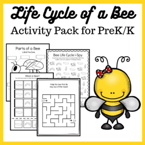 Spring and summer are the perfect time of year to study bees! This bee life cycle printable features 15 activities for preschool and kindergarten kiddos!