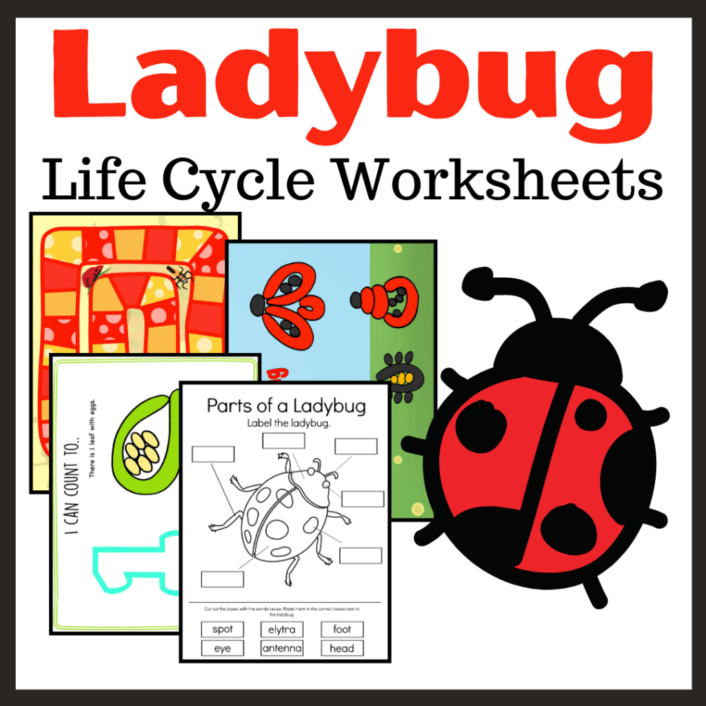 Printable Ladybug Life Cycle Worksheets for Preschool