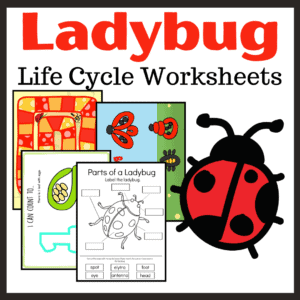 Spring and summer are the best time of year to study ladybugs. This printable features twelve ladybug life cycle activities!