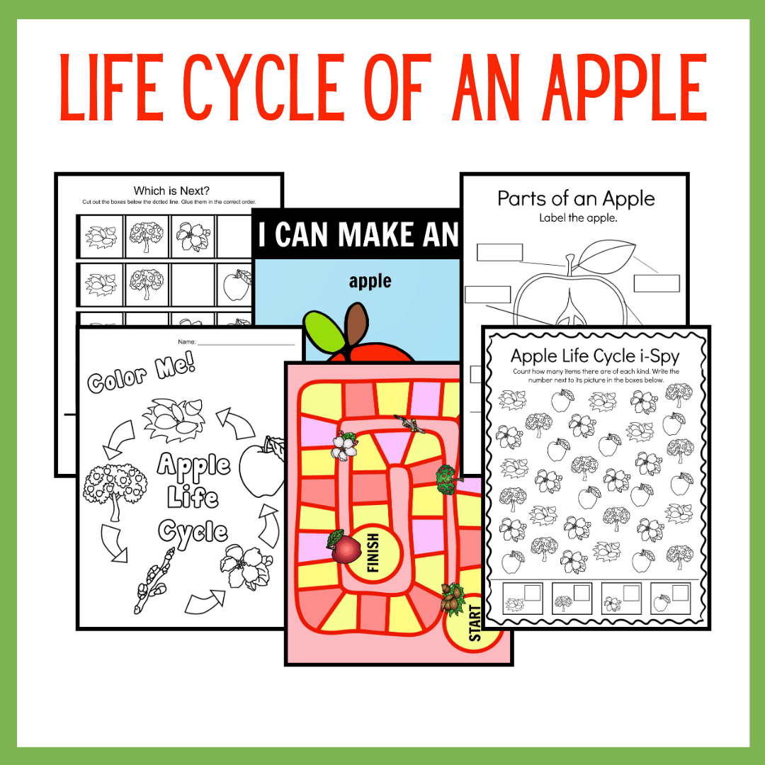 Apple Life Cycle Printable for Preschoolers