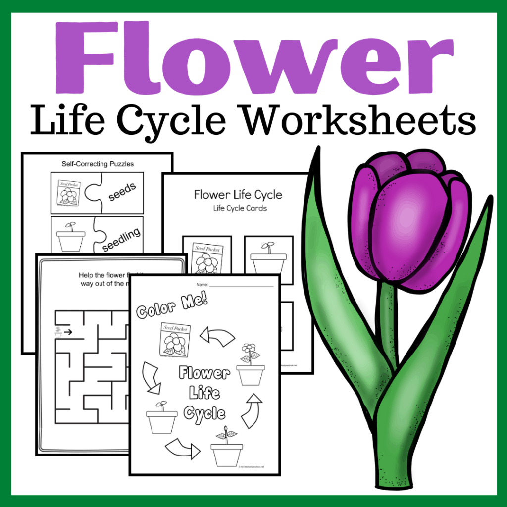 life-cycle-of-a-flower-1024x1024 Flower Preschool Activities