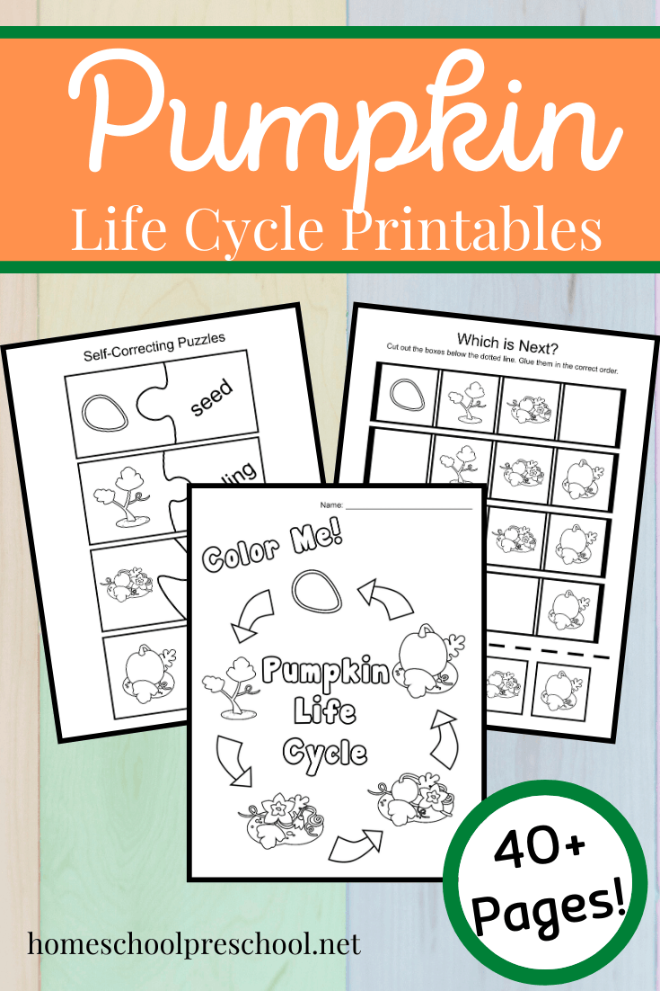 Autumn is the best time of year to study pumpkins. This life cycle bundle features 24 hands-on pumpkin life cycle activities!