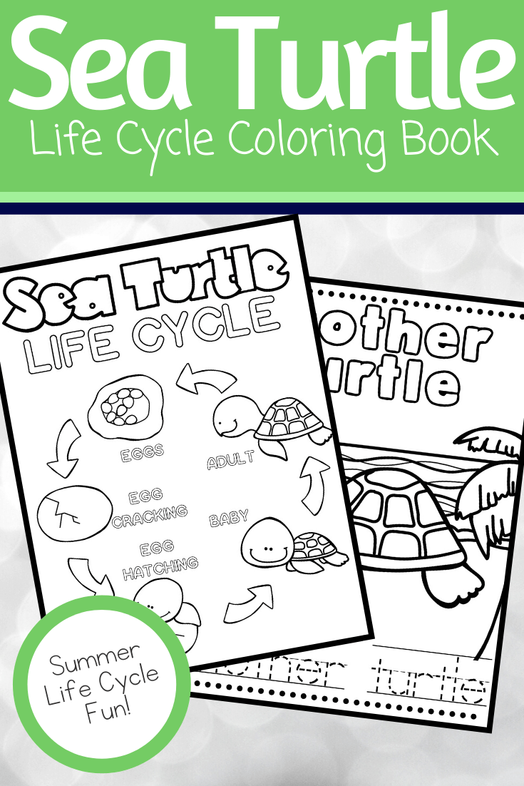 When you give this sea turtle life cycle printable to your preschoolers, they can color the pages and trace the labels before playing the matching game.