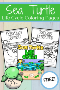 Sea Turtle Life Cycle Printable